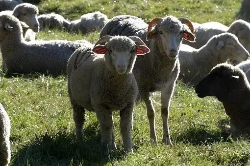 纳斯达克论坛-2017年农村养殖业可以申请到无息网上股票款吗？附申请条件与办理流程 ...(6)