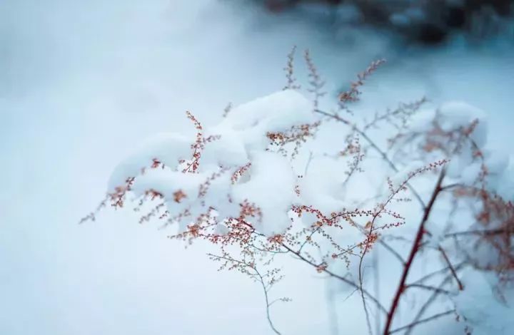 冬雪.jpg