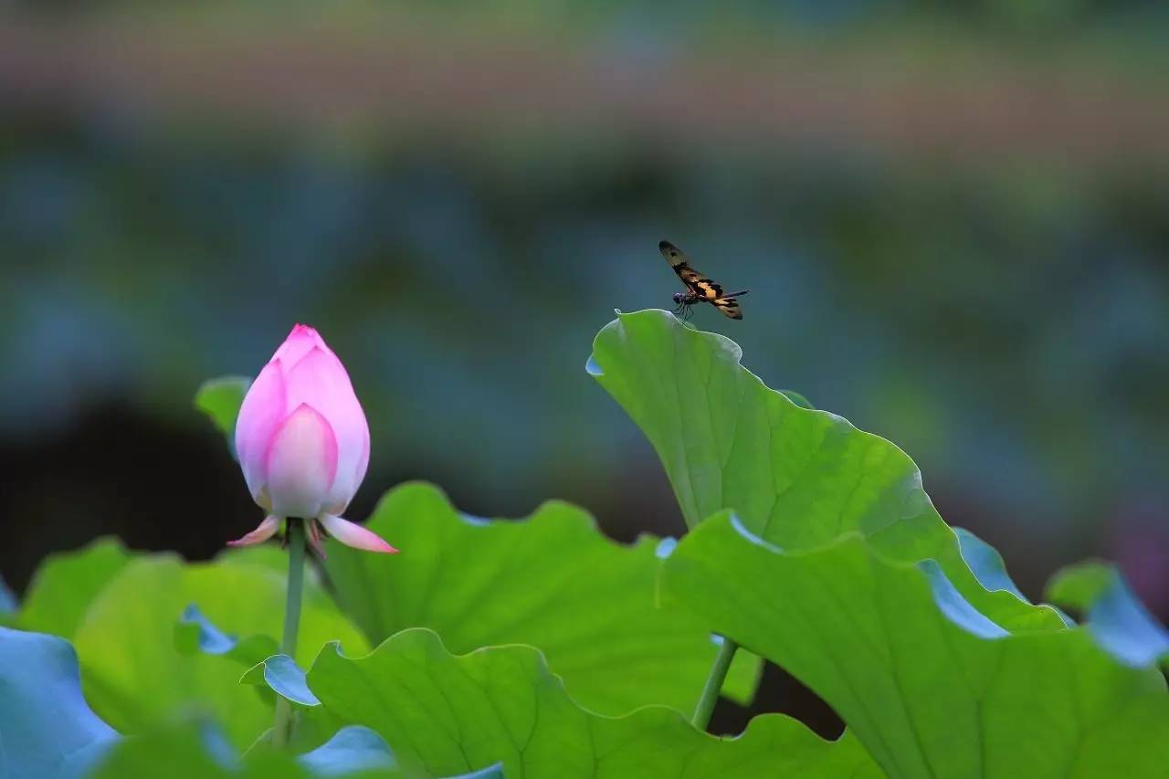 静待花开.jpg